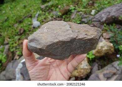 Cobble Of Shale Clastic Sedimentary Rock On A Hand