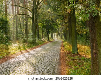 Cobbled, basalt, black road through the forest. Sunny autumn morning. Fog lit by the sun rises between the trees.