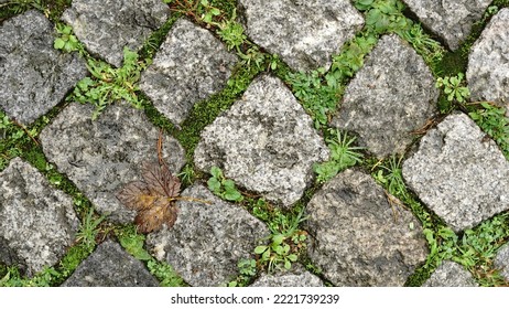 Cobbled Ground Between Fresh Moss