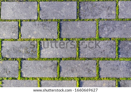 Cobbles close-up with a  green grass in the seams. Old stone pavement texture. Cobblestoned pavement . Abstract background.  