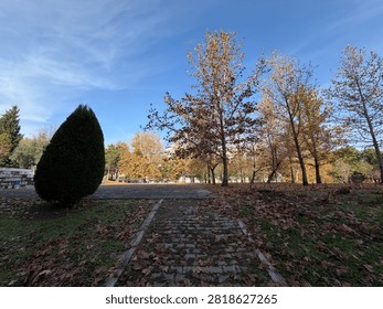 Cobblestone park path covered in fallen autumn leaves leading past evergreen shrub and trees under blue sky.