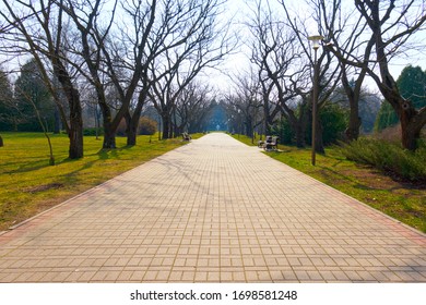 cobblestone path and bare trees without foliage in an alley in the park in early spring