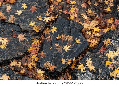 A cobblestone path covered in rain-soaked fallen leaves.