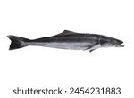 Cobia fish isolated on white background, Rachycentron canadum