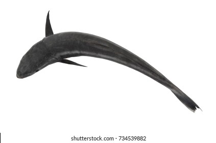 Cobia Fish Isolated On White Background Stock Photo 734539882 ...