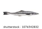 Cobia fish or lemonfish isolated on white background, Rachycentron canadum