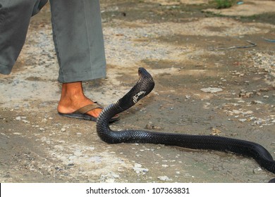 boa constrictor snake bite