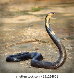 603 Long king cobra Images, Stock Photos & Vectors | Shutterstock