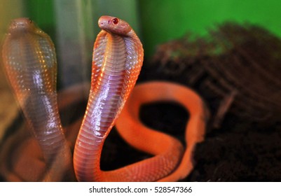 Cobra Stock Photo Edit Now Cobra Stock Photo Edit Now