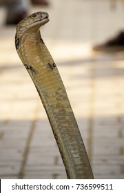 Cobra