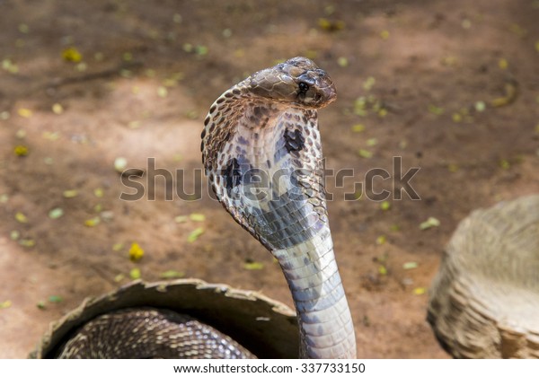 Cobra Stock Photo 337733150 | Shutterstock