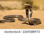 The cobra is the common name of some elapids able to widen the ribs to form the famous hood