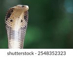  Cobra, deadly serpent living in nature
