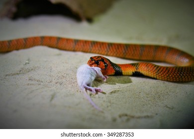 Cobra Eating