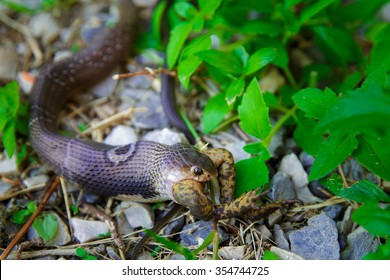 A Cobra Eating A Toad