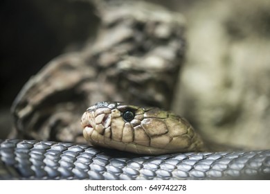 cobra head