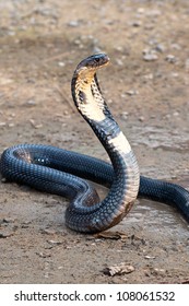 King Cobra Venomous Snake Endemic Forests Stock Photo (Edit Now) 1708641724