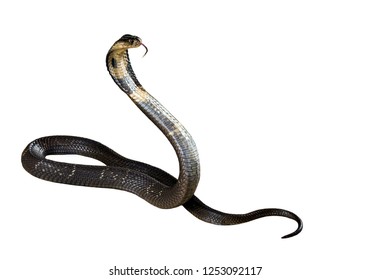 Cobra Isolatde On White Background Stock Photo 1253092117 | Shutterstock