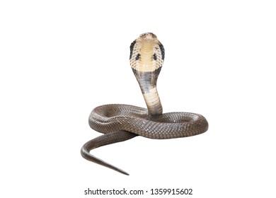 Cobra Isolate On White Background Stock Photo 1359915602 | Shutterstock