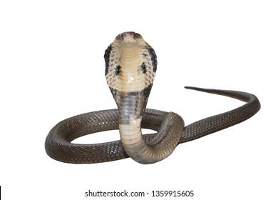 Cobra Isolate On White Background Stock Photo 1359915605 | Shutterstock