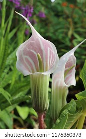 Cobra lily (probably Arisaema consanguineum) in flower with a background of leaves of the same plant and other blurred vegetation in a garden. - Shutterstock ID 1176360373
