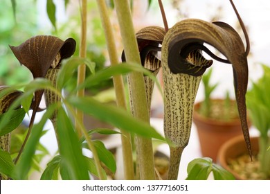 Cobra lily Urashima (Arisaema urashima) - Shutterstock ID 1377716051