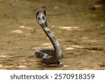 A cobra poised upright on the ground, showcasing its distinctive hood and sleek body in a natural setting.