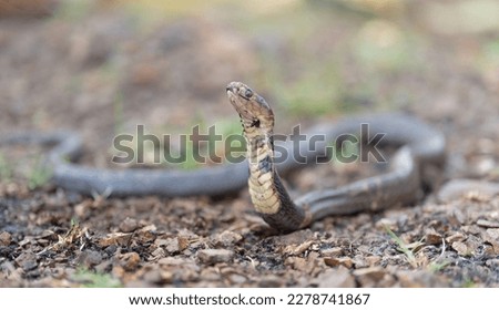 A small grass snake on the compost