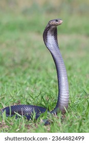 Cobra snake in attack position