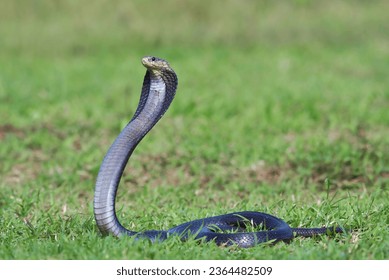 Cobra snake in attack position