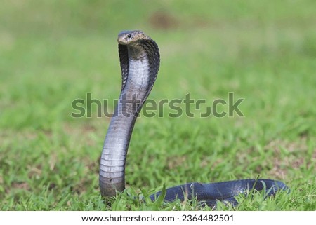 Cobra snake in attack position