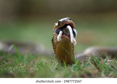 Cobra Snake Is Eating Mouse As Prey.