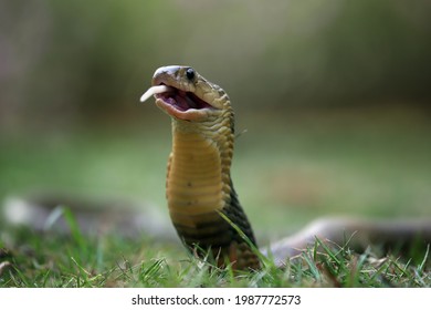 Cobra Snake Is Eating Mouse As Prey.