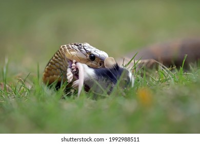 Cobra Snake Is Eating Rat As Its Prey.