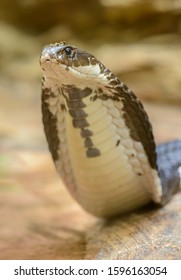 Cobra Snake Portrait Elevating Head In Zoo