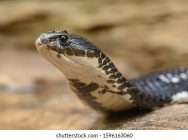 Cobra Snake Portrait Elevating Head In Zoo