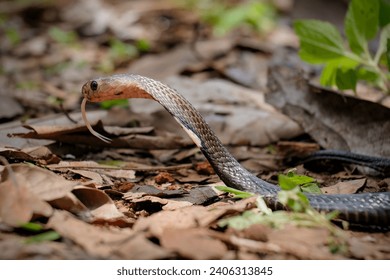 Cobra snake ready to attack