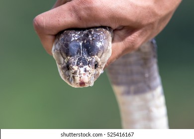 Cobra Snake Venom