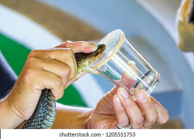 Extracción de Cobra Venom, usando las manos en el cuello de la Cobra puesto en el borde del vaso para morder hasta que pueda ver su veneno
