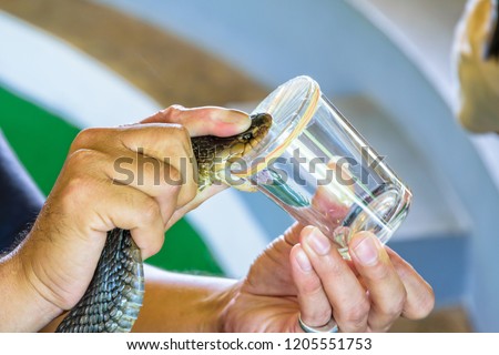 Cobra Venom Extraction, using the hands on the neck of the Cobra put on the edge of the glass to bite until it can see its poison