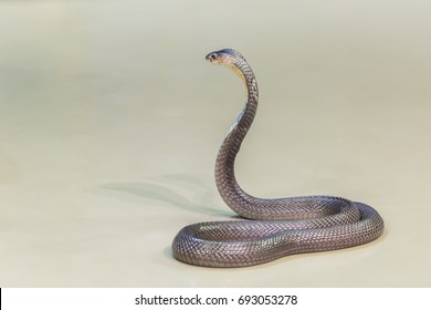 Cobras Famous Threatening Hood Their Neck Stock Photo 693053278 ...