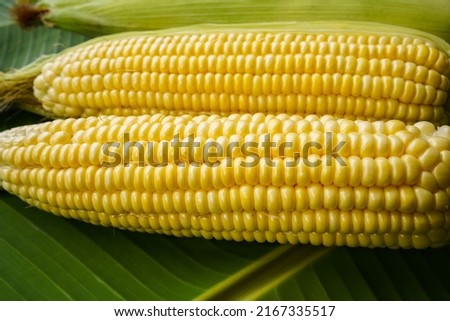 Cobs of ripe raw corn lay on a green banana leaf. Healthy summer food concept. Background, top view, close up, flat lay, copy space.                                
