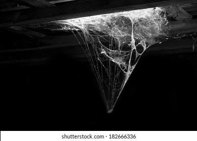 cobweb 