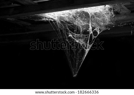 cobweb 