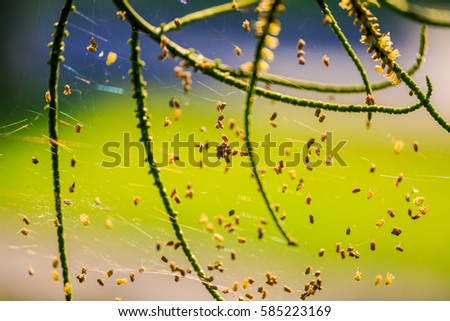Similar – Image, Stock Photo wet meadow Environment