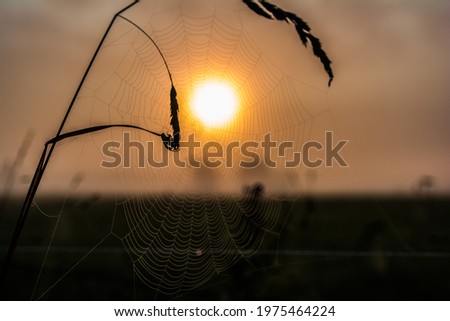 Similar – Abendrot beim Sonnenblumenfeld