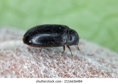 Cobweb Beetle, Ctesias Serra From The Family Dermestidae A Skin Beetles.