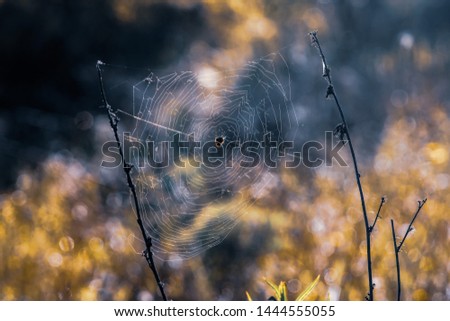 Similar – beech forest Nature