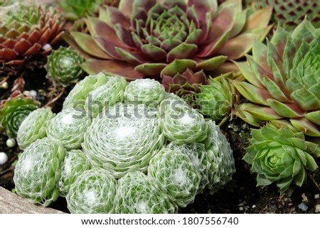 Cobweb common houseleek, Sempervivum tectorum, also known as hens and chicks, grouped together