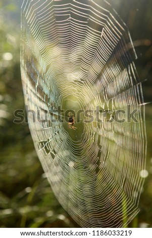 Similar – Foto Bild Einzelgänger Umwelt Natur